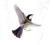 titmouse on a white background close up. spring.