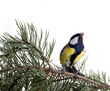 titmouse on tree branches on a white background. spring.
