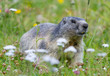 groundhog on alpine flower meadow