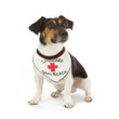 chien Jack Russel avec bandana gardien de plage chien Jack Russel avec bandana gardien de plage