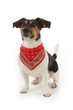chien Jack Russel avec foulard bandana chien Jack Russel avec foulard bandana