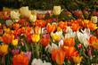 tulipe