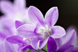 Macro view of a little "campanula" flower