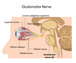 The Oculomotor nerve, eps8
