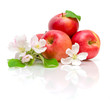 flowers of apple and red apple on a white background
