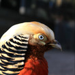 Golden pheasant close up