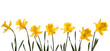 Spring narcissus