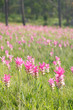 Pink field of Siam tulip Pink field of Siam tulip