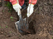 gardener sets  bush sprouts