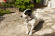 Spot Dog