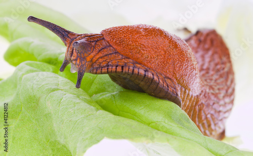 Photo: Nacktschnecke auf Salatblatt Nacktschnecke auf Salatblatt