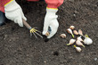 gardener sets garlic in soil