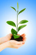 Green seedling in hand isolated on white