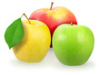 Three fresh motley apple