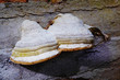 Fomes fomentarius