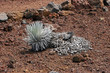 Silversword Plant