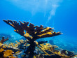 Photo: Elkhorn coral (Acropora palmata) on reef Elkhorn coral (Acropora palmata) on reef