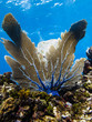 Photo: Sea fan on coral reef Sea fan on coral reef