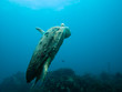 Photo: Injured loggerhead sea turtle swimming on reef Injured loggerhead sea turtle swimming on reef