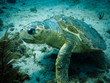 Photo: Loggerhead turtle on coral reef in Caribbean Loggerhead turtle on coral reef in Caribbean