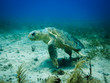 Loggerhead sea turtle swimming passed reef