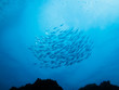 Photo: School of silver fish above coral reef School of silver fish above coral reef