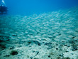 Photo: School of silver fish and diver School of silver fish and diver