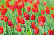 Flowers tulips in the garden