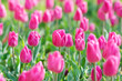 Flowers tulips in the garden