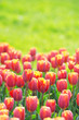 Flowers tulips in the garden