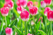 Flowers tulips in the garden