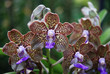 Rare orchids