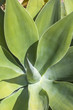 beautiful agave plant beautiful agave plant