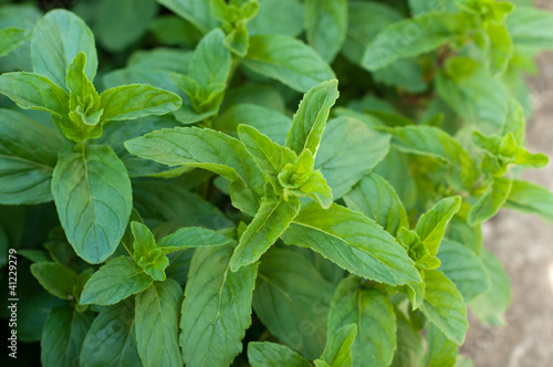Photo: Branches of mint Branches of mint