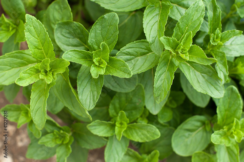 Photo: Branches of mint Branches of mint