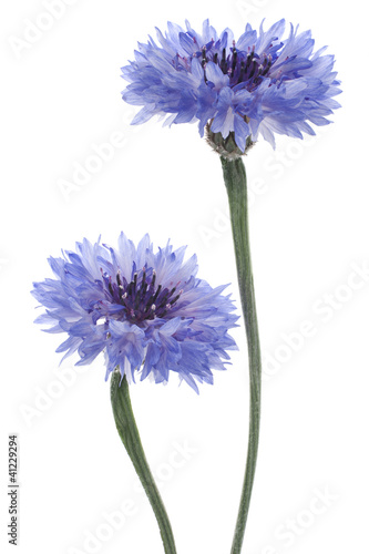 Photo: cornflower cornflower