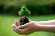 hands holding a small tree