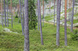 Forest road