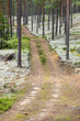 Forest road