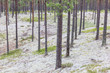 Pine tree forest