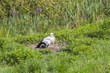 White Stork