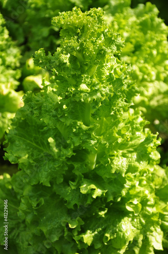 Photo: Fresh leaves of a lettuce plant Fresh leaves of a lettuce plant