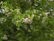 Blossom