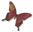 Montenegro flag on butterfly