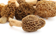 Morilles