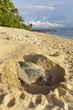 Green turtle laying her eggs on the beach.