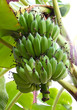Green bananas on a tree Green bananas on a tree