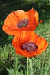 duo de coquelicots