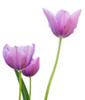 Photo en ligne au meilleur prix Purple tulips on a white background.