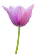 Photo en ligne au meilleur prix Purple tulip on a white background.